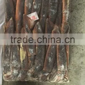 Sea Frozen Squid of Illex Squid thumbnail-1