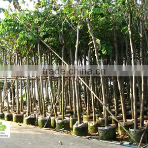 Cercis Chinensis for Cold Climate Landscaping thumbnail-1