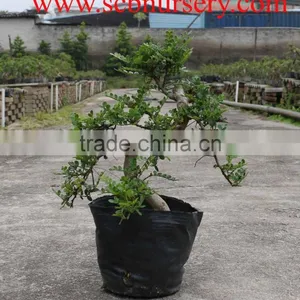 Pepper Tree Indoor Bonsai Export Wholesale thumbnail-1