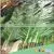 Best Selling Products Large Outdoor Artificial Palm Trees Tropical Plants Life Size Artificial Trees thumbnail-5
