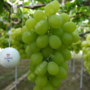 Marshmallow Grape Seedlings Grape Vines thumbnail-1