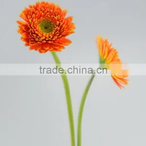 Newest Golden Sun Cute Gerbera Flower thumbnail-3