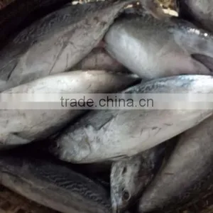 2015 Frozen Bonito Whole Round 500-750,750-1000,1000g+/pc for Marketing thumbnail-1