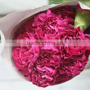 Various Promotional Flower Arrangements Fresh Cut Flower Carnation thumbnail-1