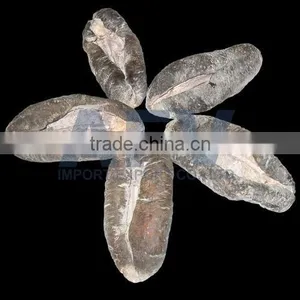 Sea Cucumber Vietnam, Pomegranate Fish, Actinopyga Lecanora thumbnail-5