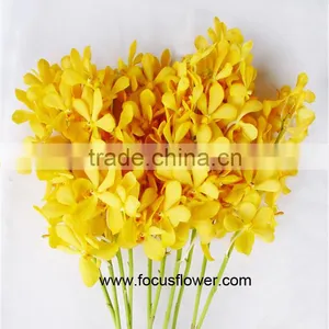 Ornamental Plants Fresh Cut Dendrobium Orchid From Kunming thumbnail-2