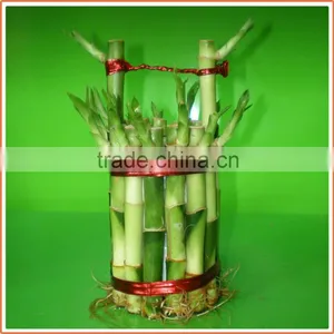 Bucket Shape Lucky Bamboo Bonsai Dracaena Sanderiana Indoor Ornamental Aquatic Feng Shui Plants Nursery Garden Decoration thumbnail-4