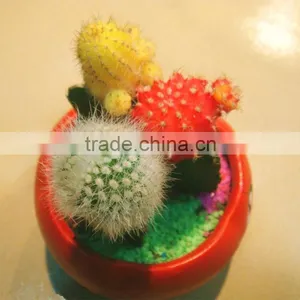 Mini Colorful Indoor Potted Plant thumbnail-1
