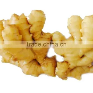 Young Fresh Ginger for Sale thumbnail-3