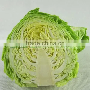 Green Cabbage for Sale/fresh Cabbage Grade A thumbnail-2