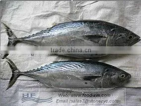 Frozen Bonito Tuna Fish thumbnail-1