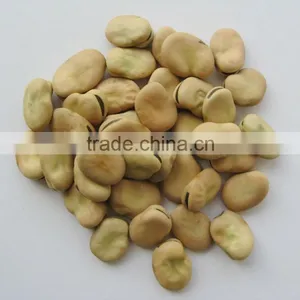 Hot Sale Broad Beans/horse Bean/fava Bean thumbnail-5