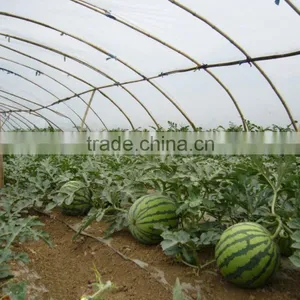 Hybrid High Yield Watermelon Seeds For Growing-Jia Mi No.2 thumbnail-1