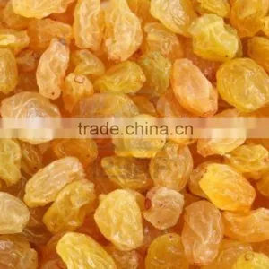 INDIAN ORIGIN QUALITY SEEDLESS GOLDEN RAISIN thumbnail-2