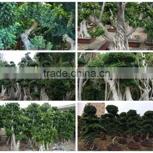 Ficus Microcarpa thumbnail-4
