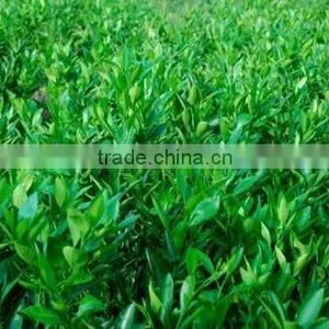 Pomelo, Shaddock Tree Seedlings thumbnail-3