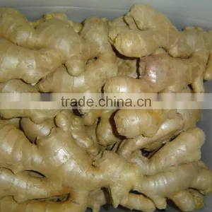 Fresh Semi-air Dried Ginger thumbnail-2