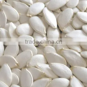 Snow White Pumpkin Seeds 9-14CM, 11-13MM thumbnail-3