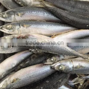 Chinese Frozen Seafood Frozen Fish thumbnail-2