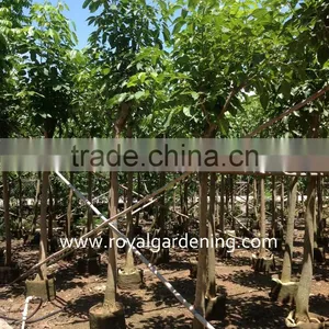 Tabebuia Rosea Tropical Trees thumbnail-1