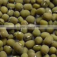 Organic Mung Bean thumbnail-2