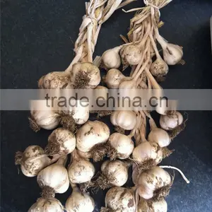 China Garlic Seeds Price thumbnail-3