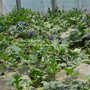 Wholesale Hybrid Watermelon Seeds for Sale thumbnail-4