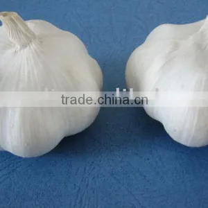 China Pure White Garlic thumbnail-1