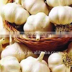 Chinese White Garlic thumbnail-1
