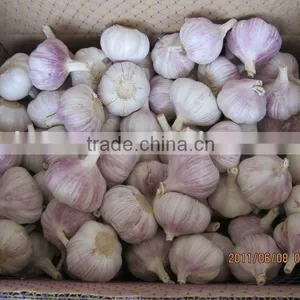 New Crop 2011 White Garlic thumbnail-1