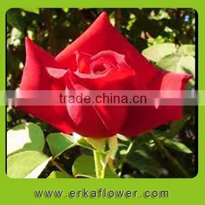 Reasonable Price Two Heads Autumn Stem Fresh Rose thumbnail-1