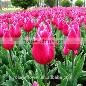 Wholesale Same Quality as Nitherlands Fresh Cut Flowers Tulip Flower thumbnail-5