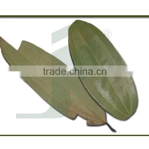 CINNAMOMUM TAMALA thumbnail-1