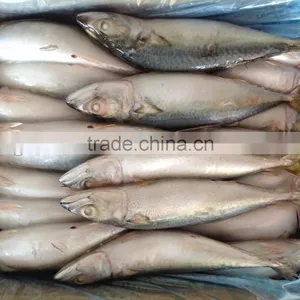 Frozen Mackerel Caught by Light Seine 300-400g thumbnail-1