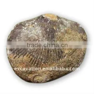 Fossil Specimens, Atrypina thumbnail-1