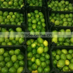 Fresh Lime thumbnail-1
