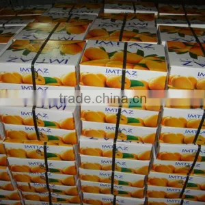 Best Mango Exporter thumbnail-1