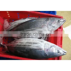 Sea Frozen Skipjack for Canning Process thumbnail-1