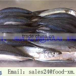 2016new Season of Frozen Horse Mackerel Good Price China Origin thumbnail-1