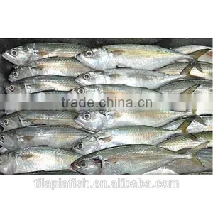 Frozen White Mackerel for Sale thumbnail-1