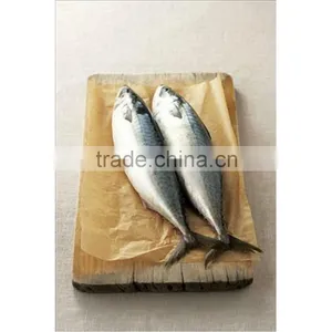 A Grade Frozen Mackerel thumbnail-1