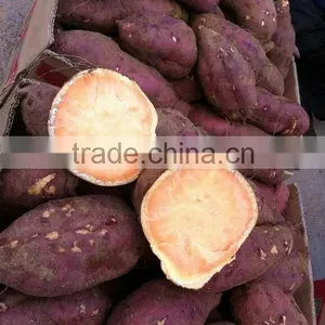 All Kinds of Sweet Potato thumbnail-6