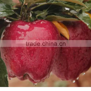 High Quality Delicious Huaniu Apple Fresh Apple for Sale With Reasonable Price thumbnail-4