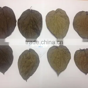 Dried Betel Leaf thumbnail-3