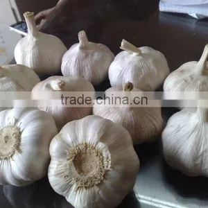 WHITE GARLIC (SKYPE: VISIMEX10) thumbnail-4