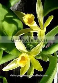 Vanilla Essential Oil thumbnail-5