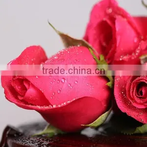 Export Fresh Cut Flowers Roses From Kunming Planting Base thumbnail-1