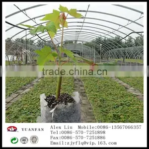Non-woven Fruit Insect-resistant Bags, Nonwoven Bag of Banana ,Non Woven Bag of Grapes thumbnail-5