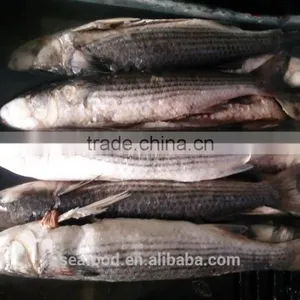 Wild Frozen Grey Mullet wr Roe off New Catch thumbnail-2
