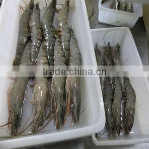 Best Quality Prawn and Crab Shell thumbnail-1